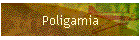 Poligamia