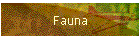 Fauna